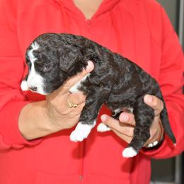 Boy 3 - Brown and white male Spanish Water Dog puppy in Kennewick, Washington from Kennel Rio Columbia