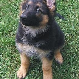 German Shepherd Puppies from Von Lindesfarne