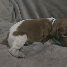 Girl 2 - Liver roan female German Shorthaired Pointer puppy in Dahlonega, Georgia from Pointer Mountain Bird Dogs