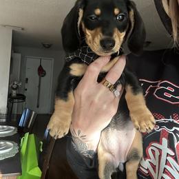 Lady - Black and tan female Dachshund puppy in Brandon, Florida from Knights Dachshunds