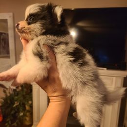 Pomeranians from Saving Grace Farms