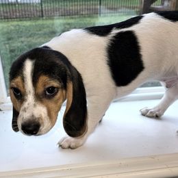 Start - Black tan and white male Beagle puppy in Peculiar, Missouri from At home