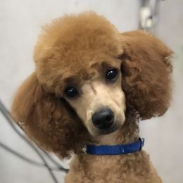 Jack - Poodle