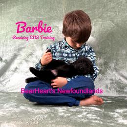 Barbie - Black female Newfoundland puppy in Cortez, Colorado from Bear Heart Newfoundlands, LLC