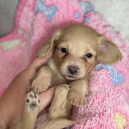 Pearl - Cream female Dachshund puppy in Wharton County, Texas from Country Bumpkins