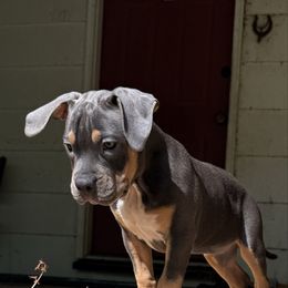 Red - Lilac tri-color female American Bully puppy in Tallahassee, Florida from Alpha Street Bully Kennels