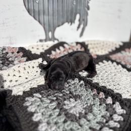 Dachshund Puppies from A Anchor Farm