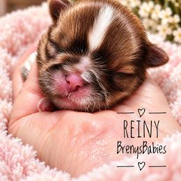 Reiny - Red and white female Shih Tzu puppy in Michigan from Breny