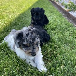 Aussiedoodle Puppies from Olive Tree Mini Aussiedoodles
