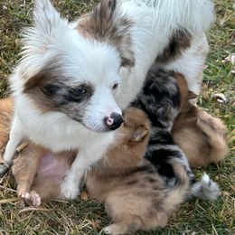 Pomeranians from Divine Inspired Poms