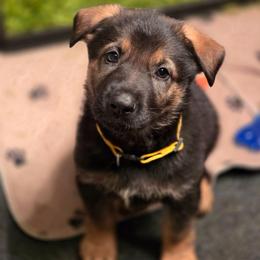 Yellow collar (Honey) - Sable female German Shepherd puppy in Hermitage, Pennsylvania from Shepherds of the Hundred Acres