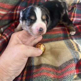 Vixon - Blue merle male Australian Shepherd puppy in Kaufman, Texas from Martin's Star Ranch Aussies