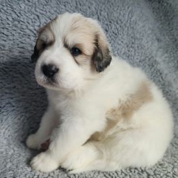 Titan - spot on side - White and badger male Great Pyrenees puppy in Monmouth, Maine from Flewelling Great Pyrenees