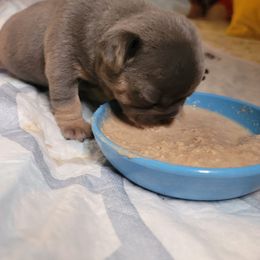 French Bulldog Puppies from Culichitown Frenchies