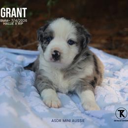 Grant- BMM - Blue merle male Miniature Australian Shepherd puppy in Nacogdoches, Texas from TK Standard, Mini, & Toy Aussies