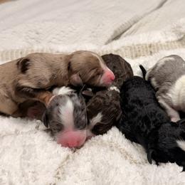 Aussiedoodles, Australian Mountain Doodles, and Double Doodles from Melrose Mountain Farm