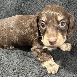 Louie - Chocolate and tan male Dachshund puppy in Little Rock, Arkansas from Divine Doxies
