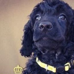 Poodles from Berndt Sienna Poodles