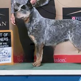 Krissy - Australian Cattle Dog