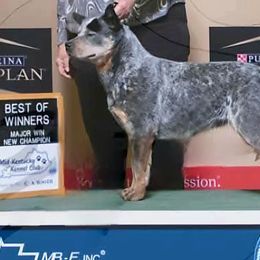 Krissy - Australian Cattle Dog