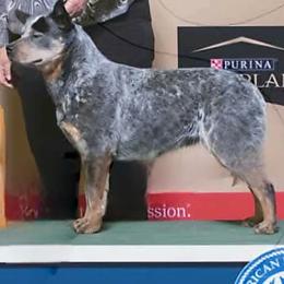 Krissy - Australian Cattle Dog