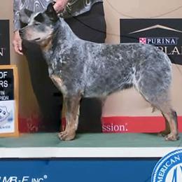 Krissy - Australian Cattle Dog
