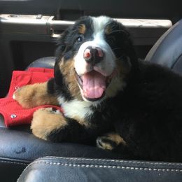 Bernese Mountain Dog Puppies from D’S Bernese Mountain Dogs