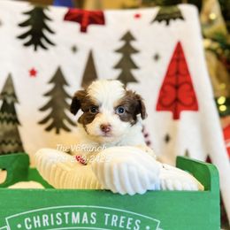 Mike - Brown and white male Aussiedoodle puppy in Sulphur Bluff, Texas from V6 Ranch Dogs