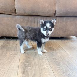 Emery - Black and white male Pomsky puppy in Tonasket, Washington from Washington Pomskies
