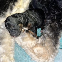 Goldendoodle and Poodle Puppies from SnickerDoodlePups