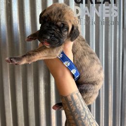 Hera - Brindle female Great Dane puppy in Michigan from Ohana Great Danes of Michigan