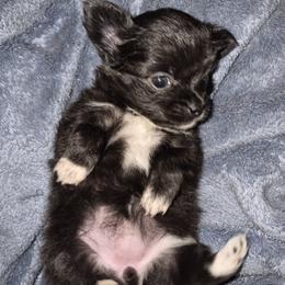 Girl black white - Black and white female Chihuahua puppy in Williamsburg, Virginia from Chloe & Friends