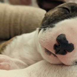 Bull Terrier Puppies from Old England Bull Terriers