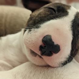 Bull Terrier Puppies from Old England Bull Terriers