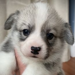 Spook - Fawn male Pembroke Welsh Corgi puppy in Woodland, Washington from MB Acres Corgis