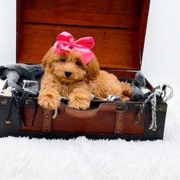 Tillie - Red female Bernedoodle puppy in North Carolina from NC Doodle Puppies