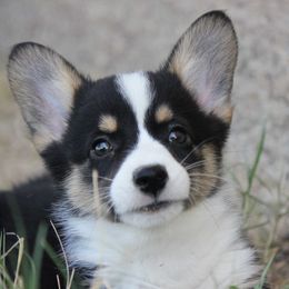 American Corgi, French Bulldog, and Pembroke Welsh Corgi Puppies from Moonstone Corgis & Frenchies
