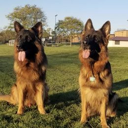 German Shepherds from Maverick GSK