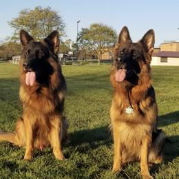 German Shepherds from Maverick GSK