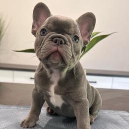 Blue - Blue female French Bulldog puppy in Smithfield, North Carolina from Roughneck Frenchies