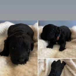 Goldendoodle and Labradoodle Puppies from Diaz Doodles