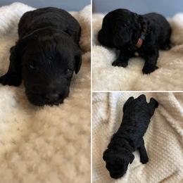 Goldendoodle and Labradoodle Puppies from Diaz Doodles