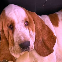 Kalakaua - Basset Hound