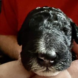 Poodle Puppies from Candace Yakes