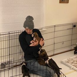Boxer Puppies from Fineview Boxers