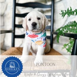 5th pick Male - Yellow male Labrador Retriever puppy in Mt. Vernon, Texas from Bohlken Labradors