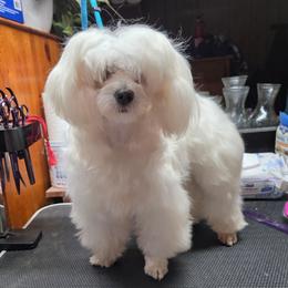 Creamy - Maltipoo