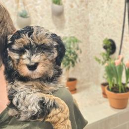 Thames Firth - Blue merle female Bernedoodle puppy in Marshall, Michigan from Whispering Aspen Homestead