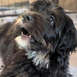 Yellow - Tri-color female Bernedoodle puppy in Connecticut from Valley View Doodles