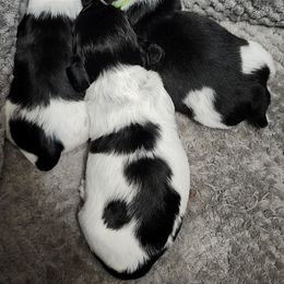 Dachshund puppies from Dogwood Doxies